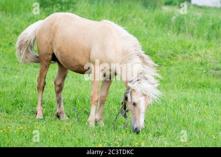 Goldenes Pferd grast auf einem Feld auf grünem Gras. Stockfoto