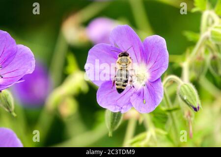 Geranium pratense Brookside Biene fliegende Geranienbiene Stockfoto