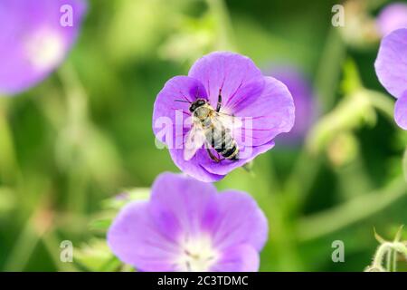 Geranium pratense Brookside Biene auf Blume Stockfoto