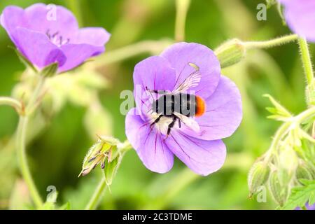 Geranium pratense 'Brookside' Hummel auf Blume Stockfoto