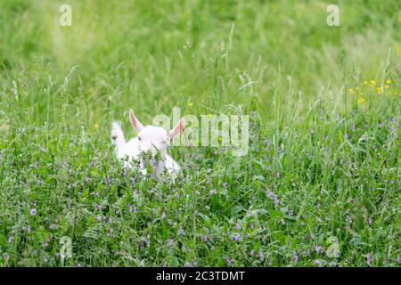 Kleine Ziege auf einem Feld auf dem Gras. Stockfoto