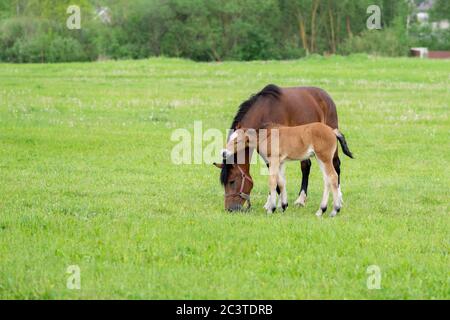 Ein Lorbeer mit einem Fohlen auf einem Feld auf einer Weide. Stockfoto