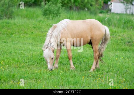 Goldenes Pferd grast auf einem Feld auf grünem Gras. Stockfoto