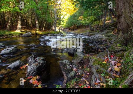 Flusslandschaft Des Herbstes. Fluss mit Herbstblättern am Ufer fließt durch den üppigen Wald der nördlichen Michigan Wildnis in Baraga County. Stockfoto