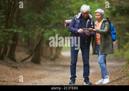 Ganzkörperportrait des aktiven Seniorenpaares mit Navigations-App über Smartphone, während Sie die Wanderung im wunderschönen Herbstwald genießen, Platz kopieren Stockfoto