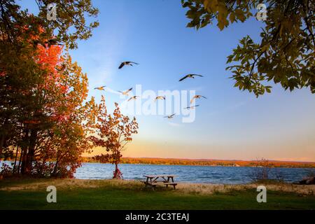 Herbstmigration. Gänse fliegen im Herbst über den Lake Superior, umgeben von den lebendigen Herbstfarben der Upper Peninsula von Michigan. Stockfoto