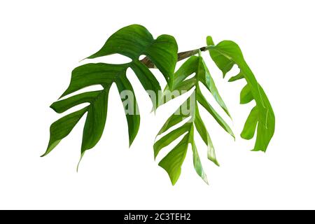 monstera Blatt isoliert auf weißem Hintergrund, einschließlich Beschneidungspfade. HD-Bild und große Auflösung. Kann als Hintergrundbild verwendet werden Stockfoto