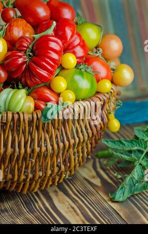 Bio-grüne, rote, gelbe, orange Tomaten in Holzkorb. Stockfoto