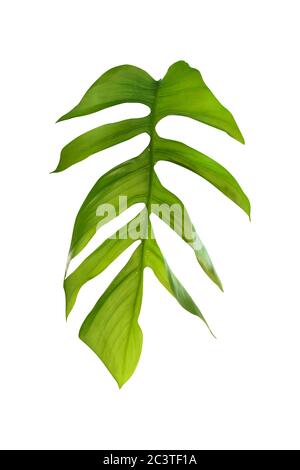 monstera Blatt isoliert auf weißem Hintergrund, einschließlich Beschneidungspfade. HD-Bild und große Auflösung. Kann als Hintergrundbild verwendet werden Stockfoto