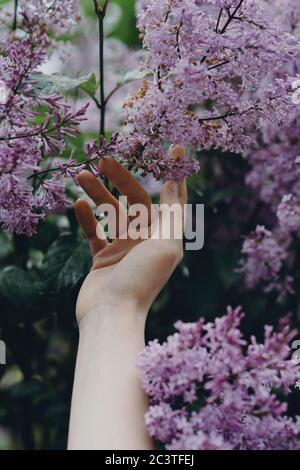 Nahaufnahme der Hand der Frau, die Fliederblüten berührt. Stockfoto
