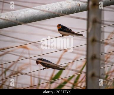 Zwei Vögel, die auf einem Drahtzaun mit Schilf im Vordergrund ruhen Stockfoto