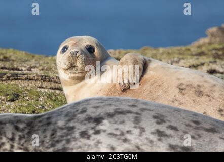 Graue Robbe, Ravenscar, North Yorkshire Stockfoto