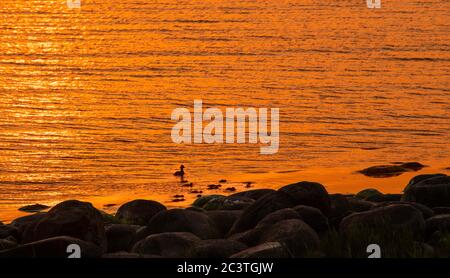 Schwan mit 3 Enten in einem See bei Sonnenuntergang Stunden.Goldener Sonnenuntergang. Litauische Natur, See Didziulis. Gelassenheit. Wilde Vögel im See Stockfoto