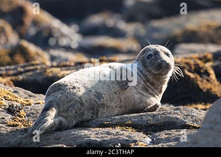 Graue Robbe, Ravenscar, North Yorkshire Stockfoto