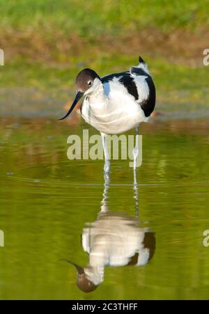 riedschnäpfchen (Recurvirostra avosetta), Futter im Flachwasser, Vorderansicht, Niederlande, Texel Stockfoto