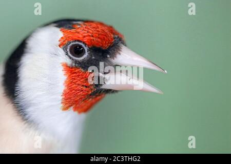 Eurasischer Goldfink (Carduelis carduelis), Portrait, Calling, Deutschland, Bayern, Niederbayern, Niederbayern Stockfoto