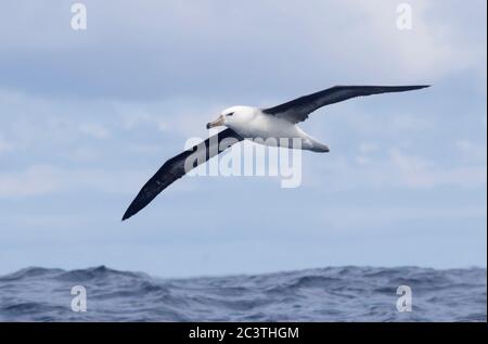 Schwarzbrauenalbatros (Thalassarche melanophris, Diomedea melanophris), im Flug über den Südatlantik, Seitenansicht, Südafrika Stockfoto