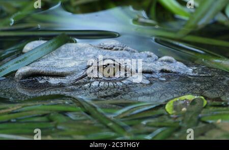 Salzwasser-Krokodil, Mündungskrokodil (Crocodylus porosus), Blick auf das Wasser zwischen Wasserpflanzen, Portrait, Australien, Queensland, Daintree National Park Stockfoto