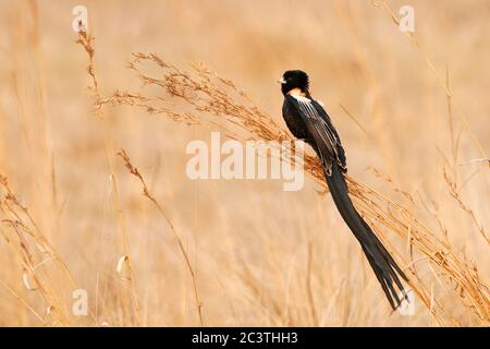 Langschwanzwhydah (Coliussasser progne, Euplectes progne), Männchen im Sommergefieder, das auf getrocknetem hohen Gras steht, Afrika Stockfoto