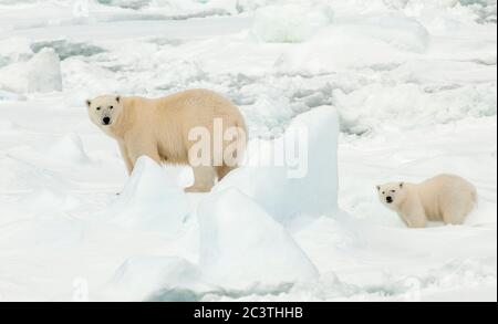 Eisbär (Ursus maritimus), Eisbär mit Bärenjungen im Packeis, Norwegen, Spitzbergen Stockfoto