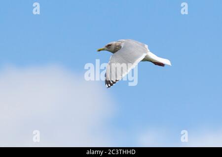 Theyers Möwe (Larus thayeri), im Flug am Himmel, Seitenansicht, Spanien Stockfoto