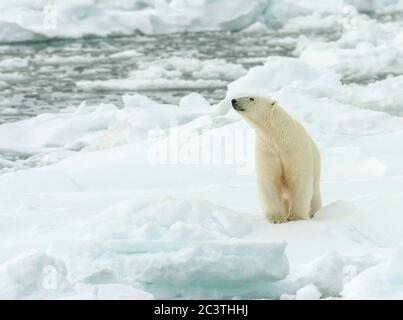 Eisbär (Ursus maritimus), auf Packeis stehend, Norwegen, Spitzbergen Stockfoto