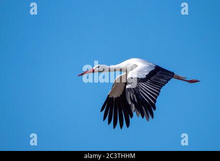 Weißstorch (Ciconia ciconia), Erwachsener im Flug, Niederlande Stockfoto