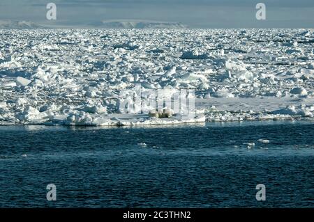 Eisbär (Ursus maritimus), Eisbär, der mit Jungtier auf Packeis ruht, Norwegen, Spitzbergen Stockfoto