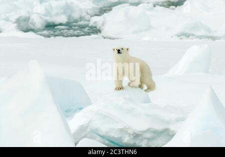 Eisbär (Ursus maritimus), Klettern auf Packeis, Vorderansicht, Norwegen, Spitzbergen Stockfoto