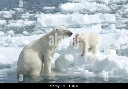 Eisbär (Ursus maritimus), Eisbär mit einem nach Fütterung blutverschmiertem Bärenjungen, Norwegen, Spitzbergen Stockfoto