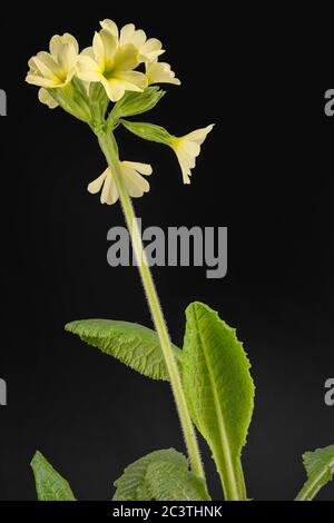 Echte Ochsenlippe (Primula elatior), Blütenstand vor schwarzem Hintergrund, Deutschland, Bayern Stockfoto