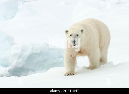 Eisbär (Ursus maritimus), auf Packeis, Vorderansicht, Norwegen, Spitzbergen Stockfoto