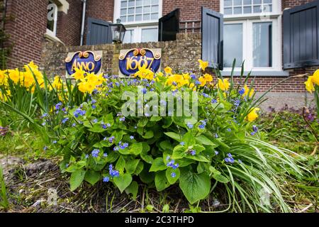 Herzblatt Brunnera, sibirischer Bugloss (Brunnera macrophylla), blühend in einem Vorgarten mit Narzissen, Niederlande, Friesland Stockfoto