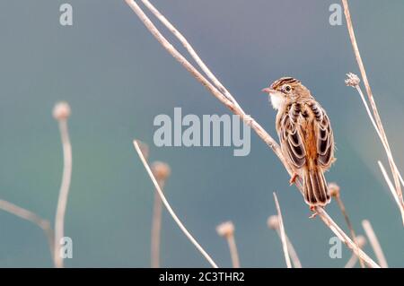 Zitting cisticola (Cisticola juncidis), Erwachsene thront im Schilf, Spanien Stockfoto