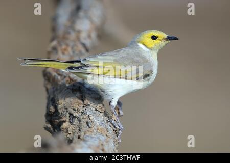 Weißpumenkirschhonig (Ptilotula penicillata, Lichenostomus penicillatus), auf einem Ast, Seitenansicht, Australien, Queensland, Long Waterhole Stockfoto