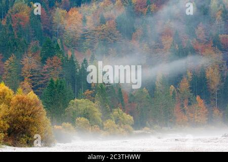 Nadelwald im Morgennebel, Slowenien, Kranjska Gora, See Jasna Stockfoto