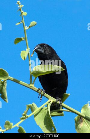 Mittelerdfink (Geospiza fortis), Männchen auf einem Zweig, Ecuador, Galapagos-Inseln Stockfoto