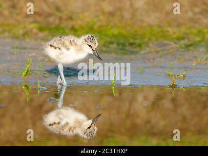 riedschnecke (Recurvirostra avosetta), Küken auf Flachwasser, Seitenansicht, Niederlande, Texel Stockfoto