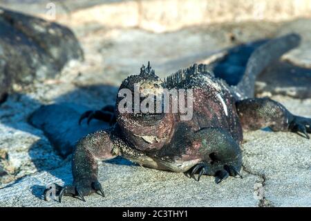 Marine-Leguan, Galapagos Marine-Leguan (Amblyrhynchus cristatus), Sonnenbaden auf einem Felsen, Ecuador, Galapagos-Inseln Stockfoto