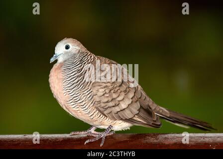 Zebrataube (Geopelia striata), auf einem Stück Holz, Mauritius Stockfoto