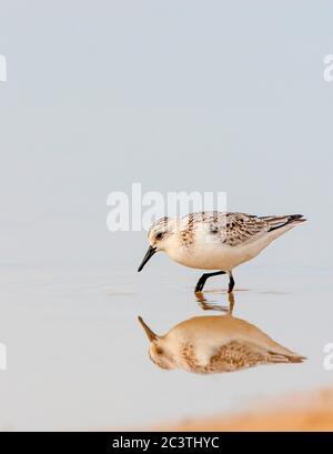 sanderling (Calidris alba), am Strand auf Nahrungssuche, Spanien, Tarifa Stockfoto