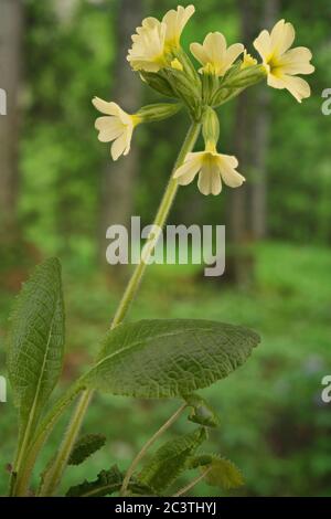 Echte Oxlippe (Primula elatior), Infloreszenz, Deutschland, Bayern Stockfoto