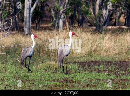 Wattkranich (Bugeranus carunculatus, Grus carunculatus), zwei Kraniche, die durch Moor, Afrika, wandern Stockfoto