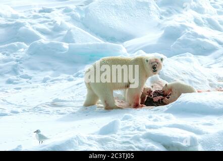 Eisbär (Ursus maritimus), Eisbär mit zwei Jungen, die eine Robbe füttern, Elfenbeinmöwe, die nach den Überresten watend ist, Norwegen, Spitzbergen Stockfoto