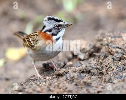 Rotbarsch (Zonotrichia capensis), männliche Nahrungssuche, Brasilien Stockfoto