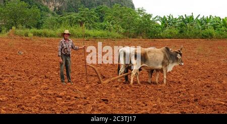 Vinales, KUBA - 27. Oktober: Bauer während der Feldarbeit im Tal von Vinales am 27. Oktober 2016 Stockfoto