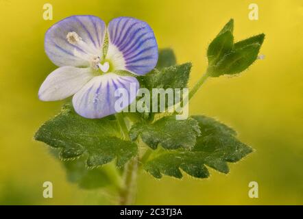 Buxbaums Ehrenpreis, persischer Ehrenpreis (Veronica Persica), Blume, Deutschland Stockfoto