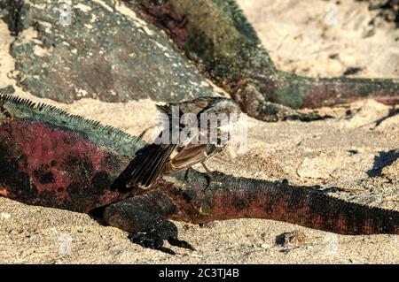 Hood Mockingbird, Espanola Mockingbird (Nesomimus parvulus subsp. Macdonaldi, Nesomimus macdonaldi), auf einem Marine Iguana, Ecuador, Galapagos Inseln Stockfoto