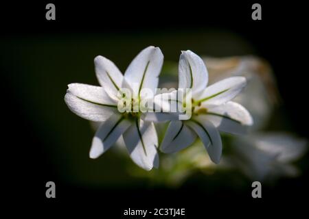 Dreieckiger Lauch (Allium triquetrum), Blumen, Niederlande Stockfoto