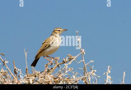 sabota Lerche (Mirafra naevia, Mirafra sabota naevia, Calendulauda sabota naevia), auf der Spitze eines Gestrüpp, Seitenansicht, Afrika Stockfoto